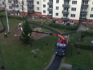 Granresning 2017